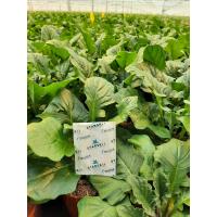 STARSKii mini sachet