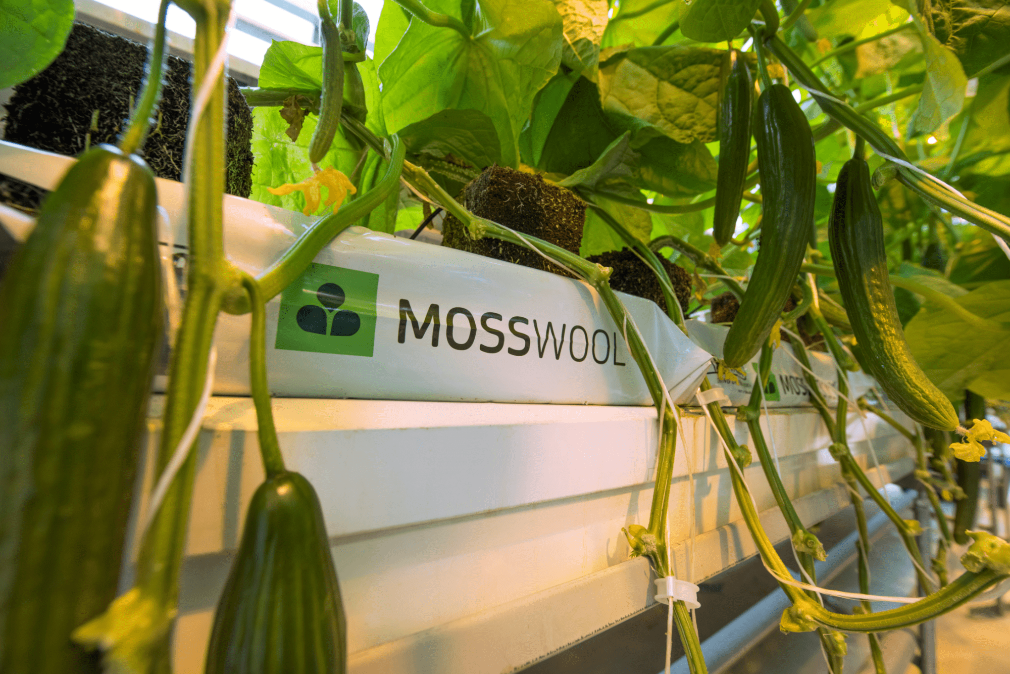 Novarbo Mosswool
